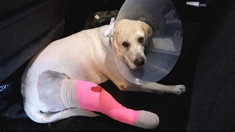 How long are <b>dogs</b> in pain after TPLO <b>surgery</b> ? Your <b>dog</b> may experience some pain and swelling at the knee 2-7 days after the <b>surgery</b> , though you should not expect much pain. . Dog knuckling after acl surgery